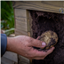 potato planter by Forest gardens 