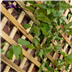 Trellis outdoor living