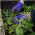 Caledonian corner raised bed forest
