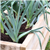 Caledonian trough Raised bed living