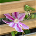 Living screen planter by Blackwood outdoor living 