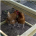 chicken housing