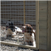  Dog kennel with run by  forest