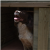 canine kennel