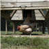 outdoor living hens
