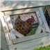 pet house for hens