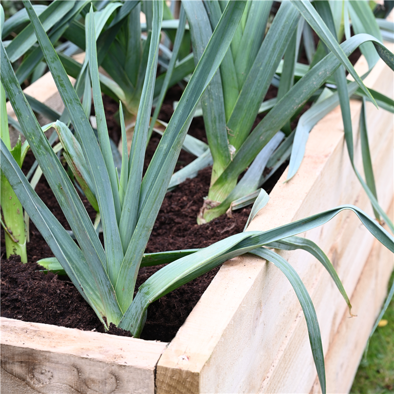 Caledonian trough Raised bed living