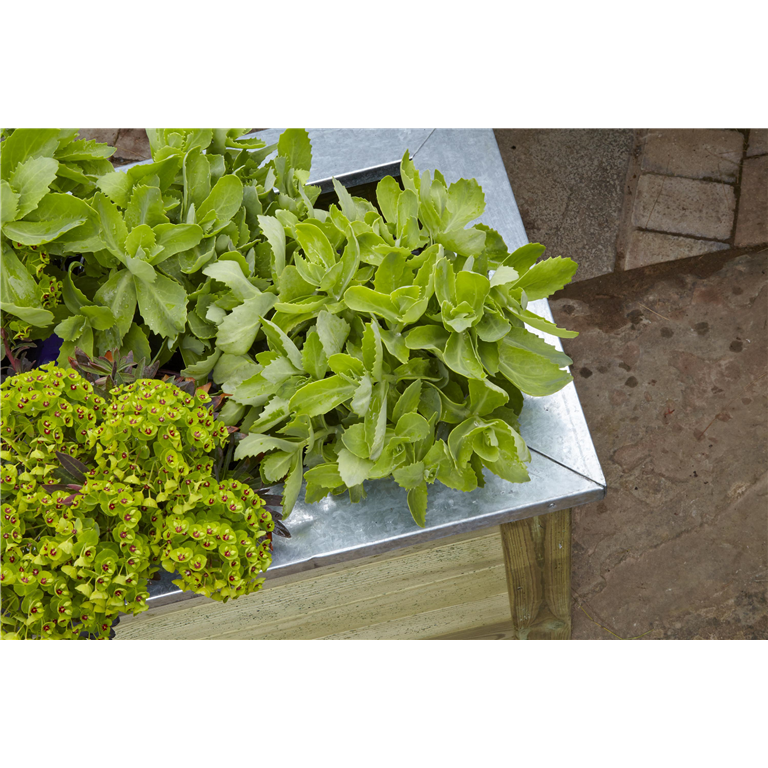 Cambridge Planter 100 x 50 by Forest Garden