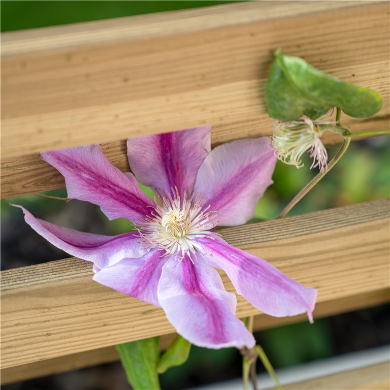 Living screen planter by Blackwood outdoor living 