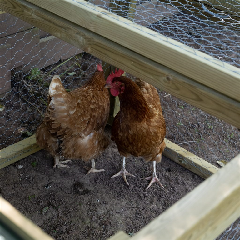 chicken housing