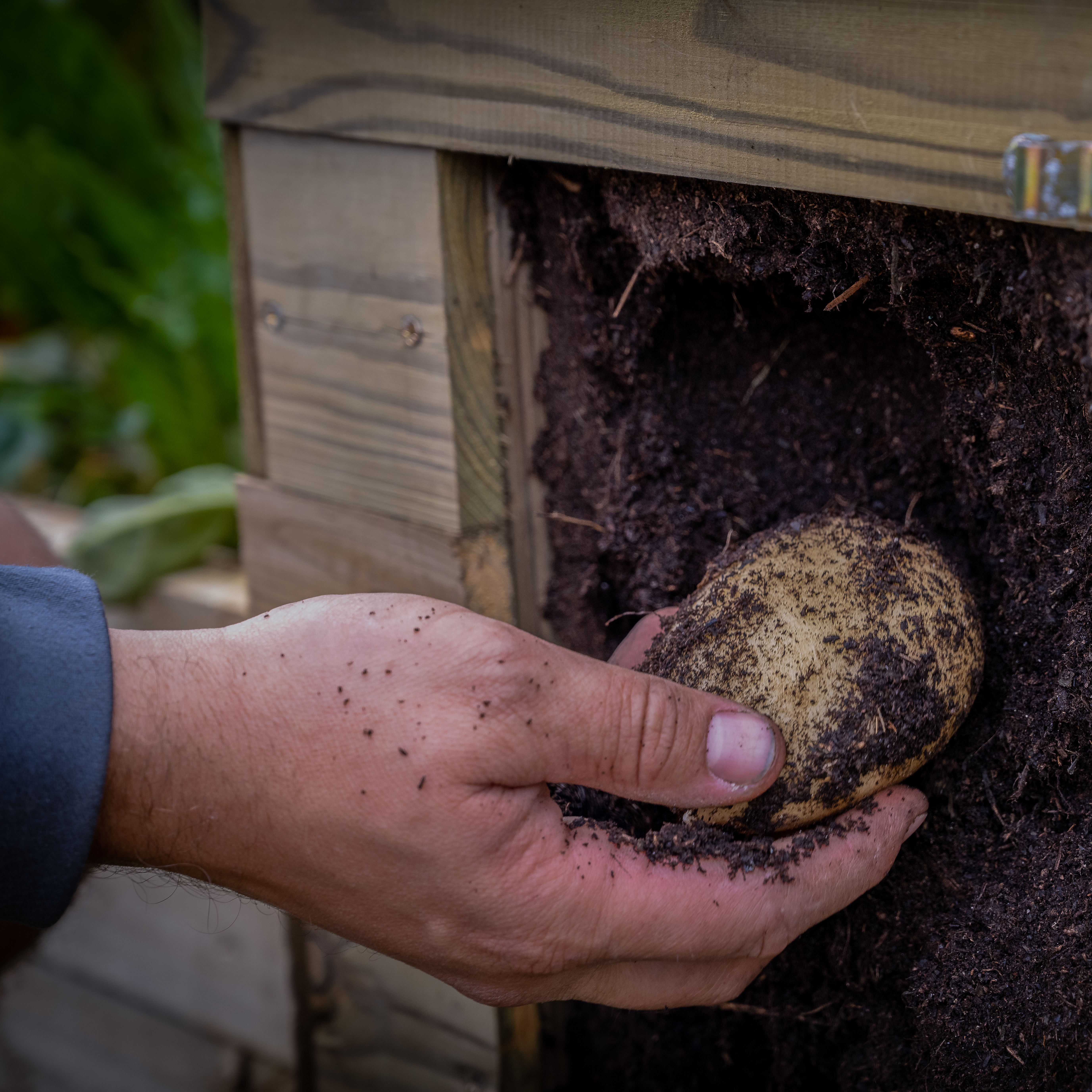 potato planter by Forest gardens 