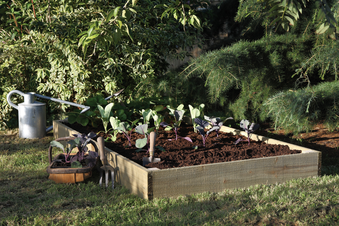 Standard Raised Bed forest