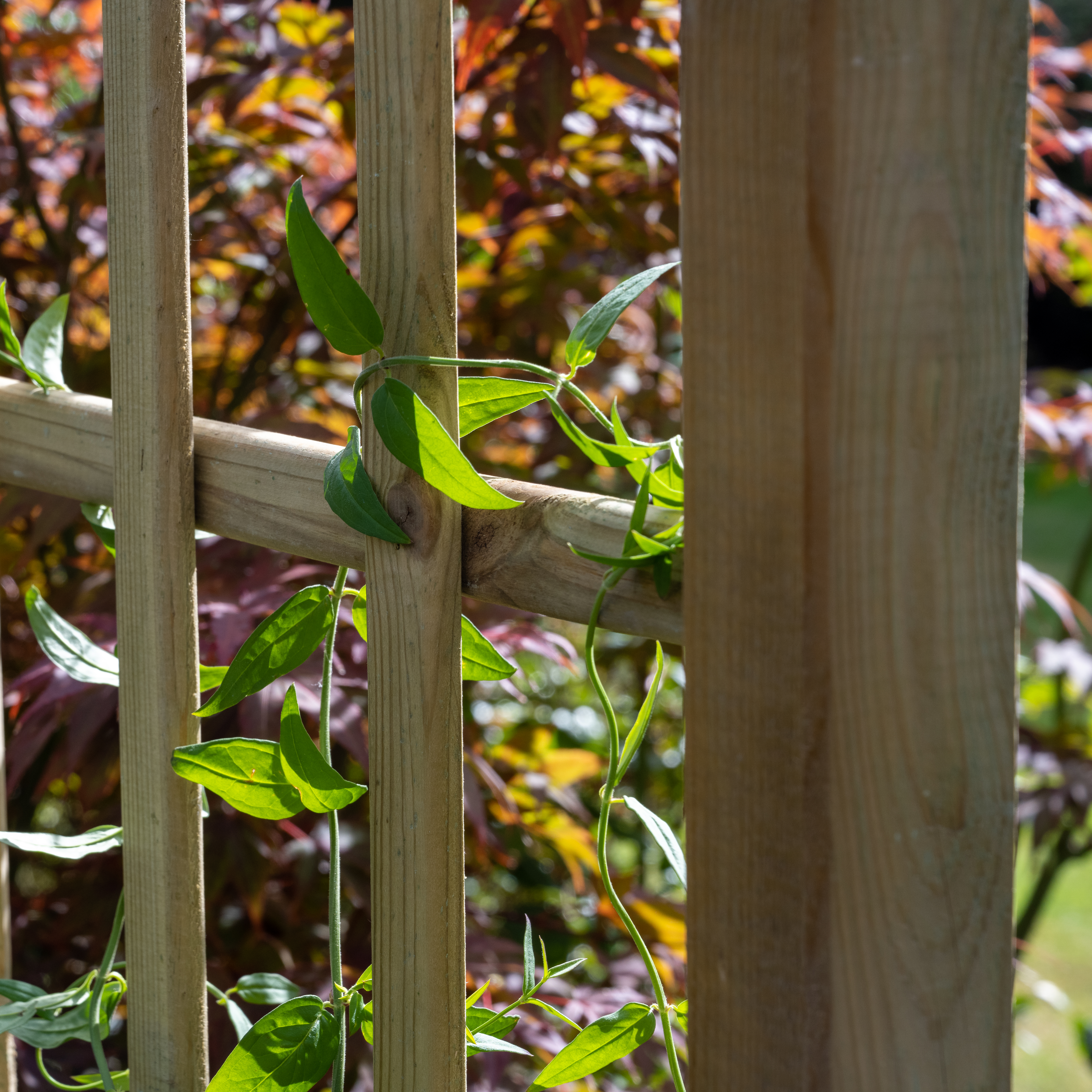 classic flat top arch forest garden