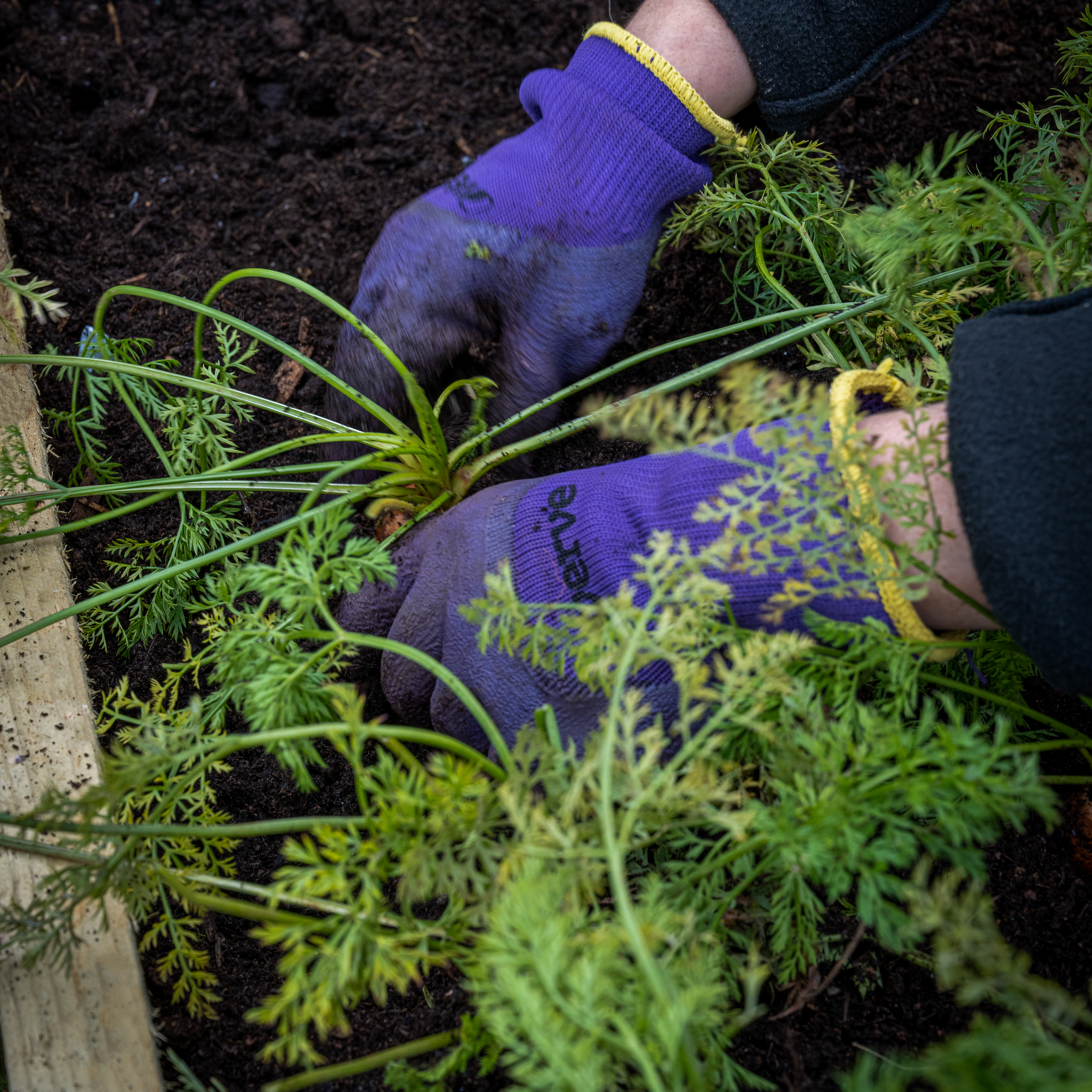 Caledonian corner raised bed forest