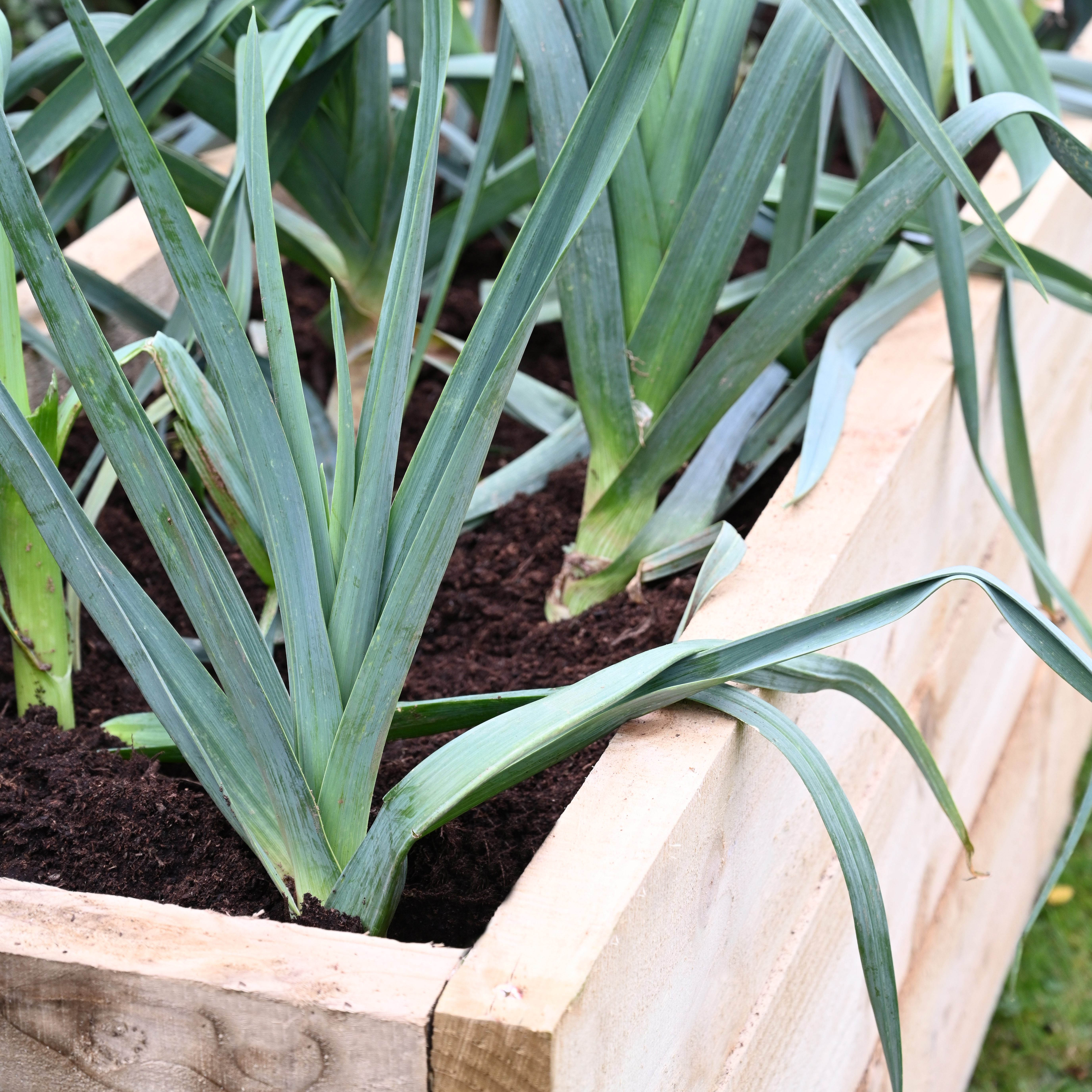 Caledonian trough Raised bed living