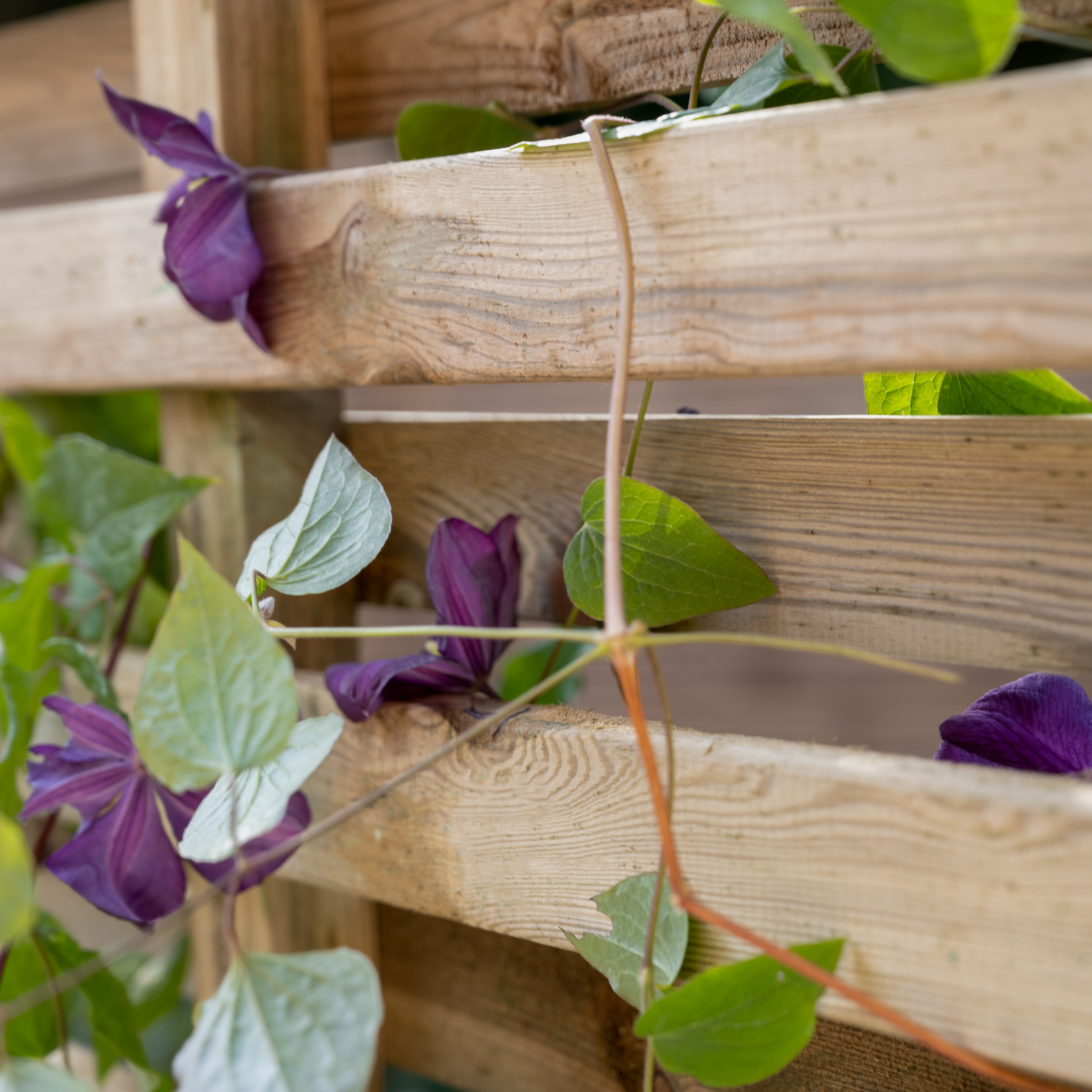 Living screen planter for vertical planting