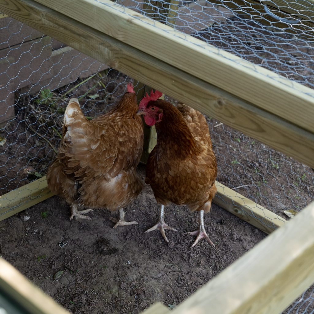 chicken housing