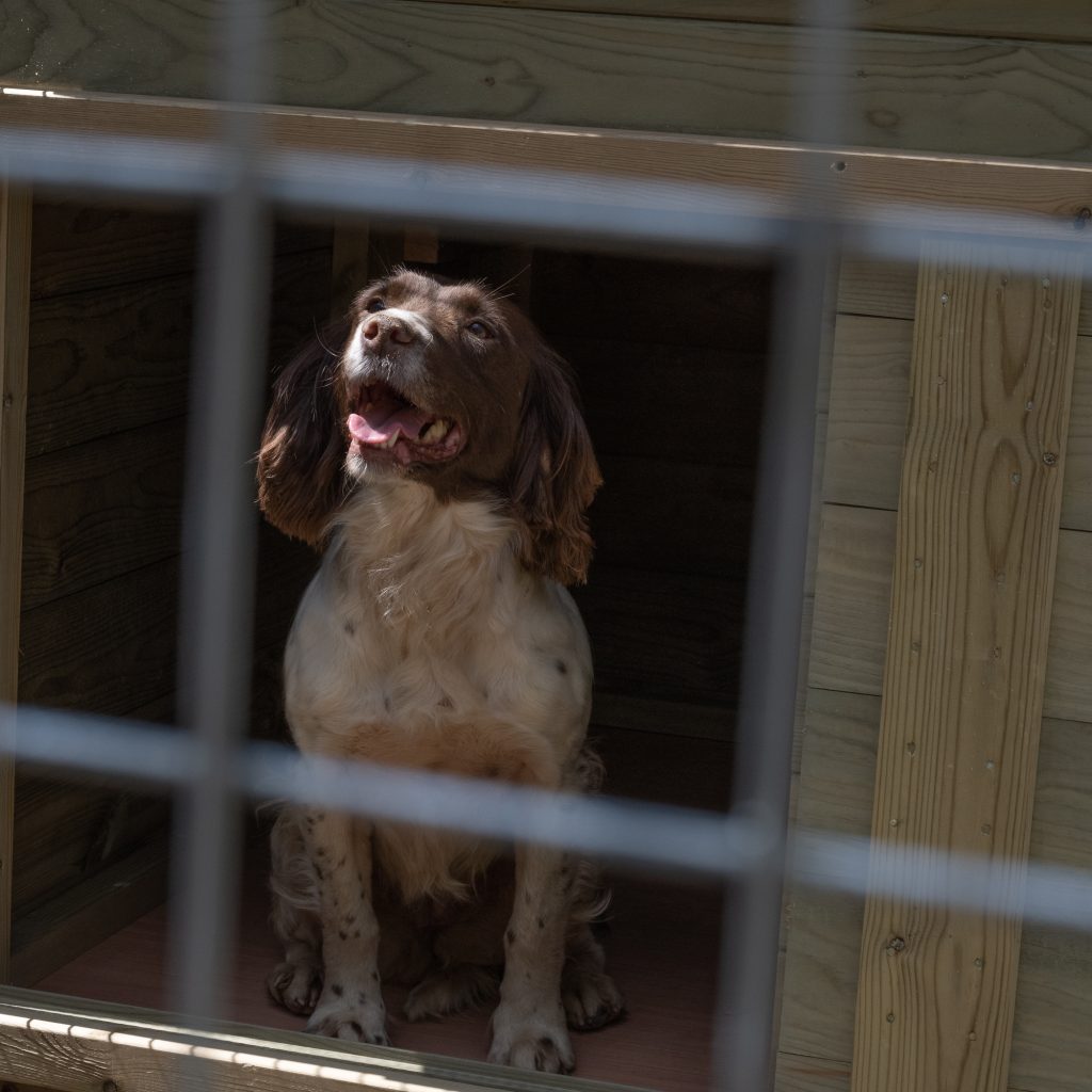 pet kennel