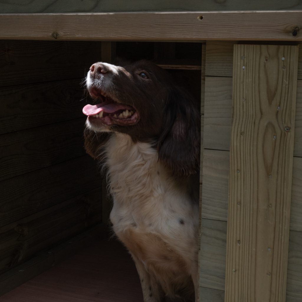 canine kennel