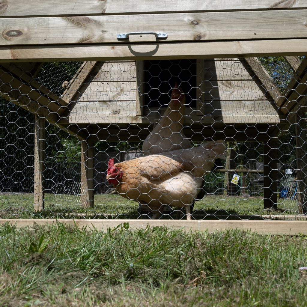 outdoor living hens
